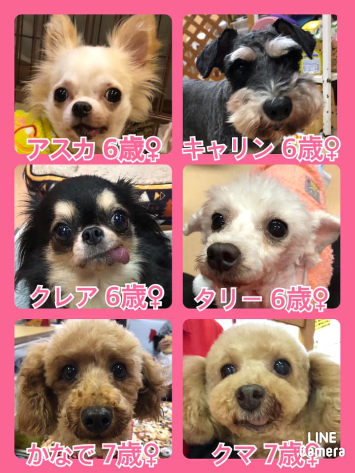 🐾今日の里親様募集中ワンコ🐶メンバーです🐾2020,10,25